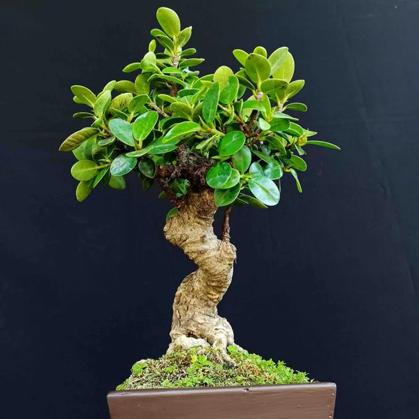 Detail Bonsai Bunga Dolar Nomer 48