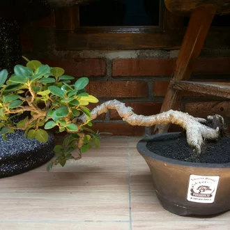 Detail Bonsai Bunga Dolar Nomer 54