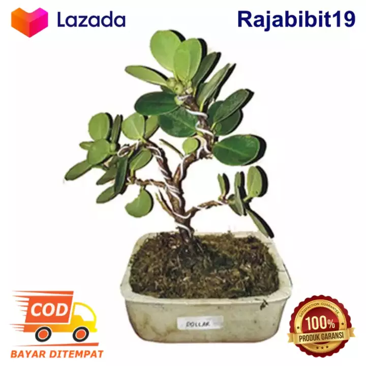 Detail Bonsai Bunga Dolar Nomer 9