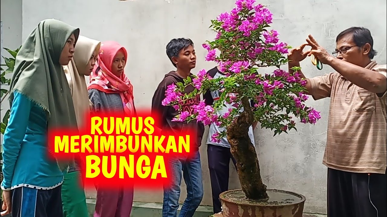 Bonsai Bunga Kertas Termahal - KibrisPDR