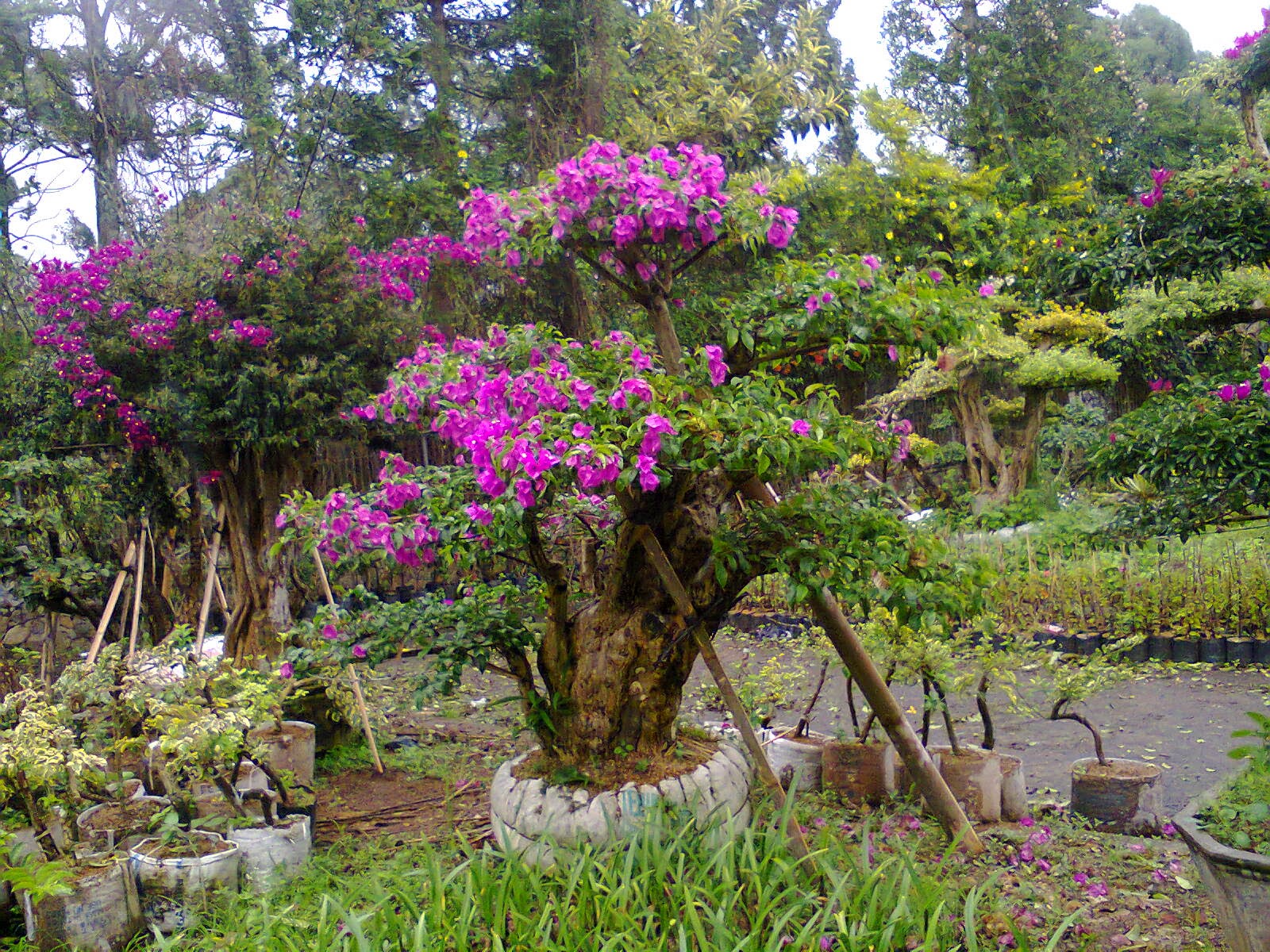 Detail Bonsai Bunga Kertas Termahal Nomer 21