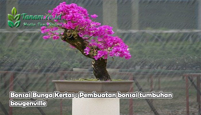 Detail Bonsai Bunga Kertas Termahal Nomer 43