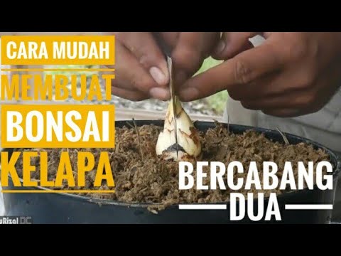 Detail Bonsai Cabang Dua Nomer 10