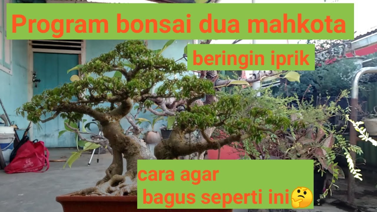 Detail Bonsai Cabang Dua Nomer 25