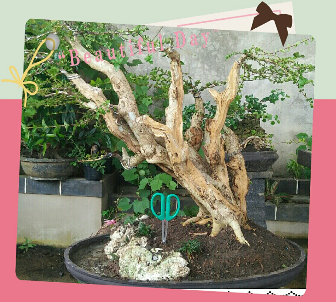 Detail Bonsai Cabang Dua Nomer 27