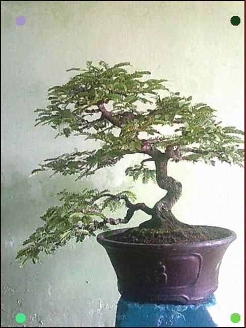 Detail Bonsai Cabang Dua Nomer 39