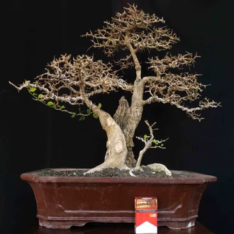 Detail Bonsai Cabang Dua Nomer 49