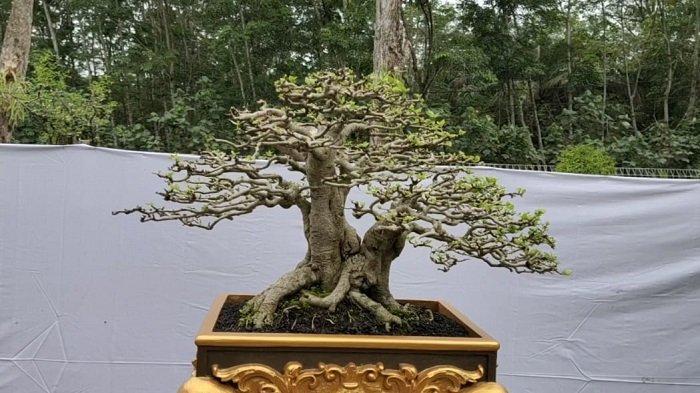 Detail Bonsai Cabang Dua Nomer 8