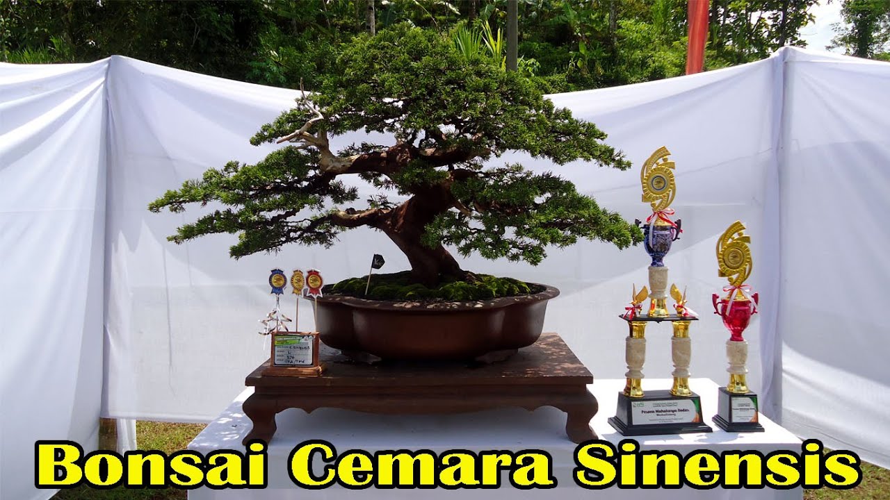 Detail Bonsai Cemara Sinensis Juara Nomer 2