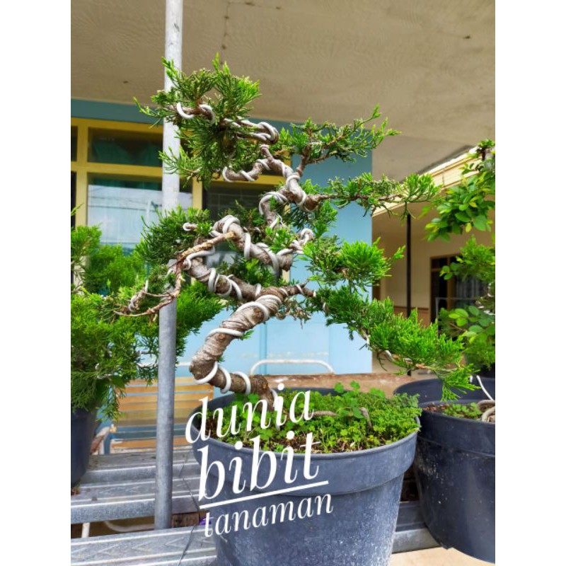 Detail Bonsai Cemara Sinensis Juara Nomer 12