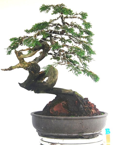 Detail Bonsai Cemara Sinensis Juara Nomer 14