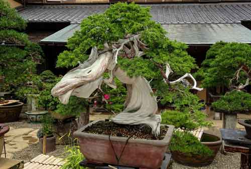 Detail Bonsai Cemara Sinensis Juara Nomer 30