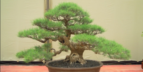 Detail Bonsai Cemara Sinensis Juara Nomer 34