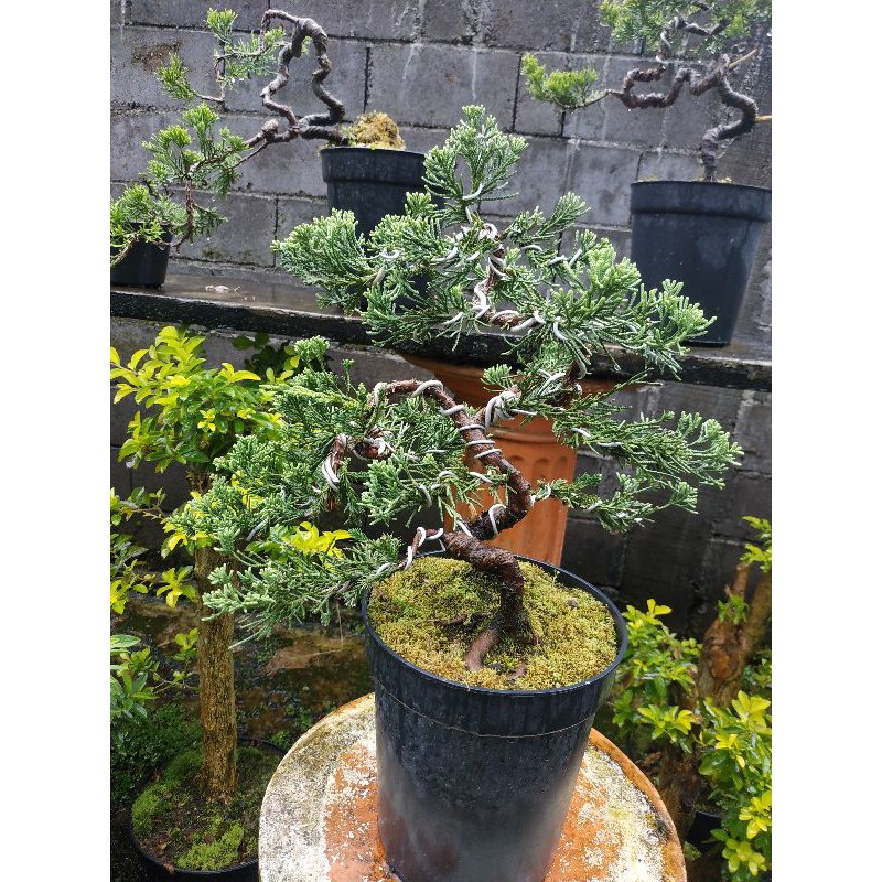 Detail Bonsai Cemara Sinensis Juara Nomer 42