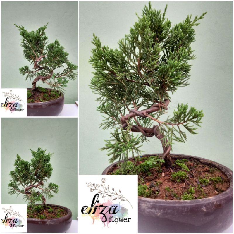 Detail Bonsai Cemara Sinensis Juara Nomer 46