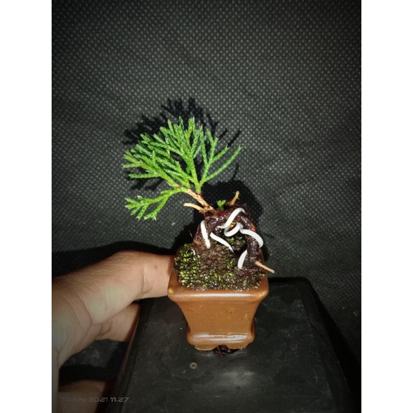 Detail Bonsai Cemara Sinensis Juara Nomer 50