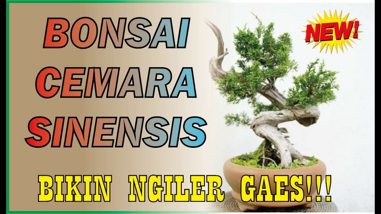 Bonsai Cemara Sinensis Terbaik - KibrisPDR