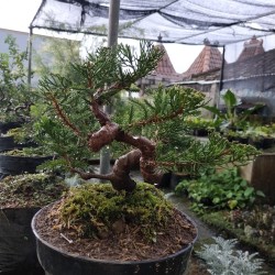 Detail Bonsai Cemara Sinensis Terbaik Nomer 9