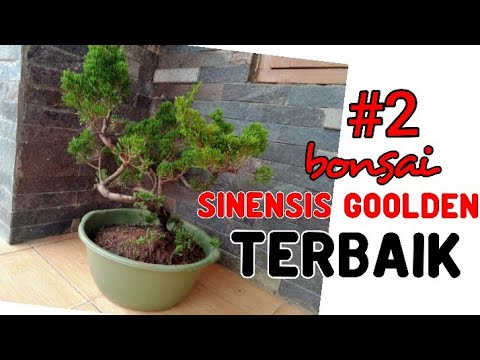 Detail Bonsai Cemara Sinensis Terbaik Nomer 14