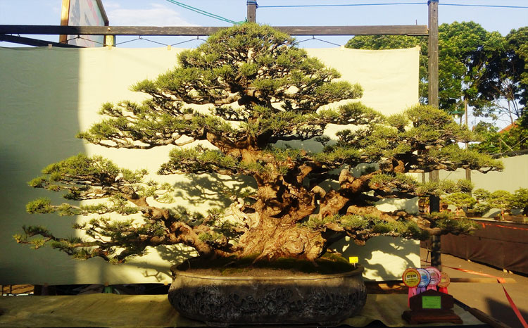 Detail Bonsai Cemara Sinensis Terbaik Nomer 16