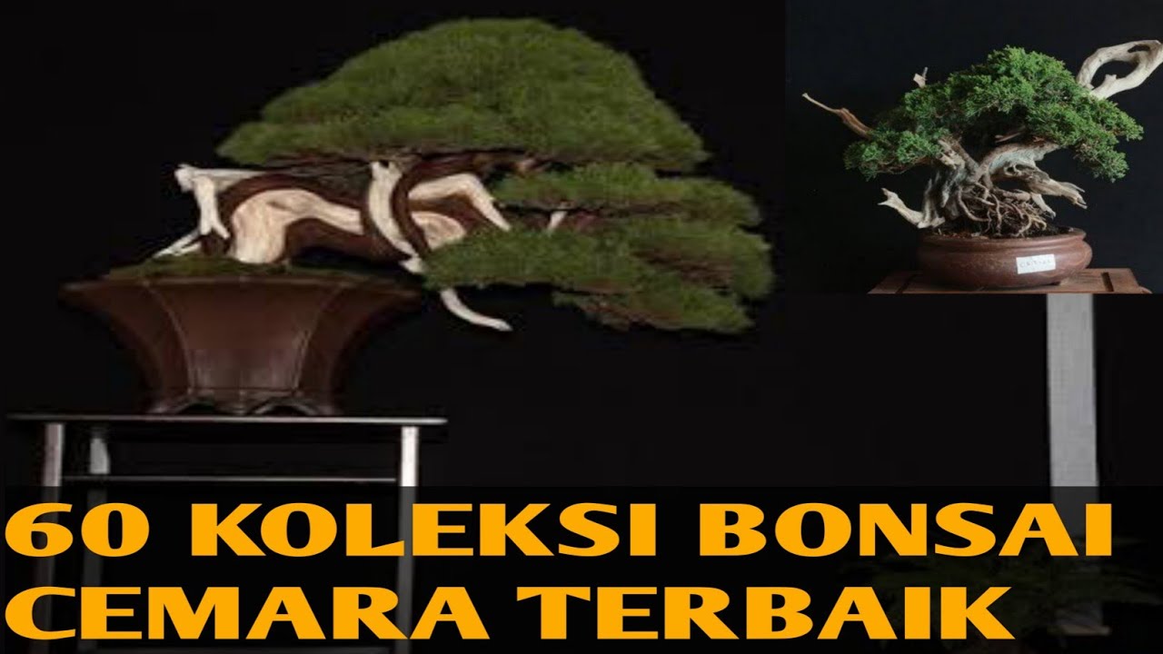 Detail Bonsai Cemara Sinensis Terbaik Nomer 22