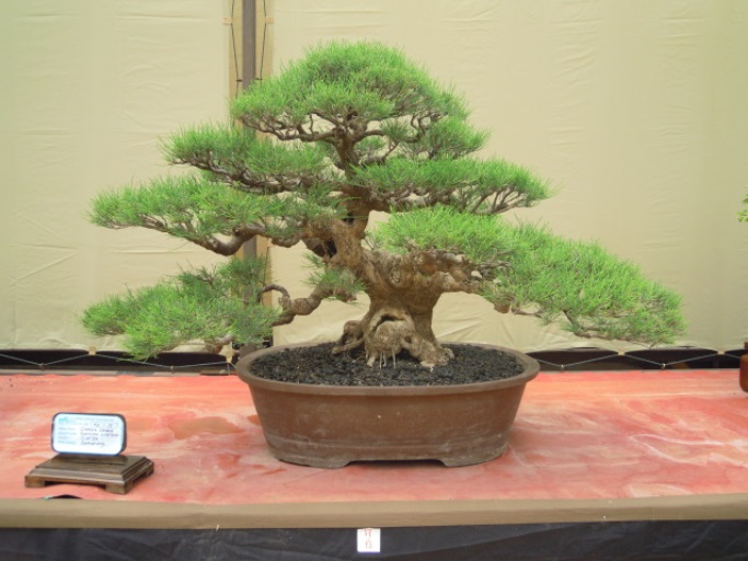 Detail Bonsai Cemara Sinensis Terbaik Nomer 24