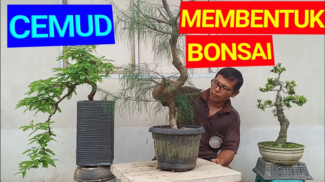 Detail Bonsai Cemara Sinensis Terbaik Nomer 25