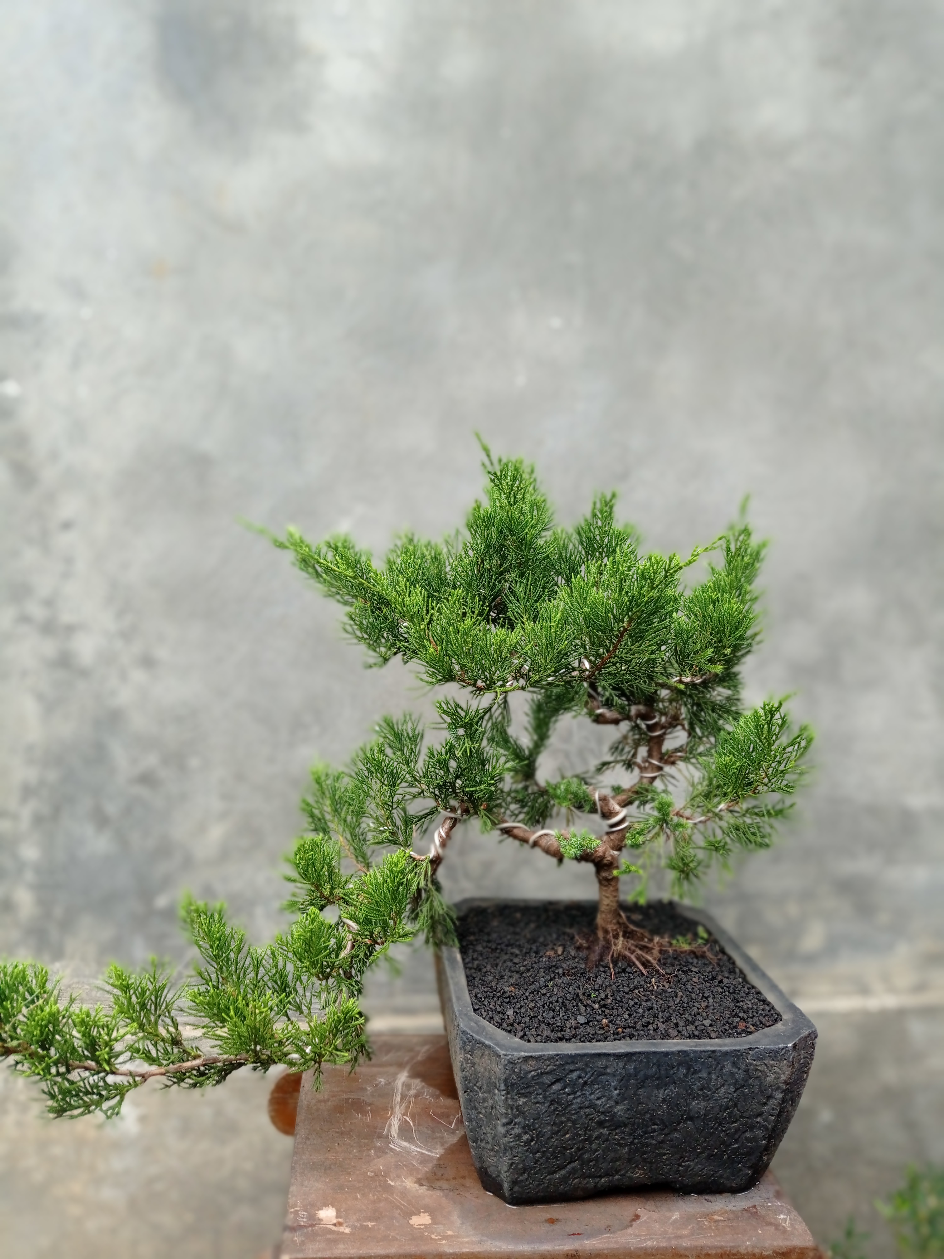 Detail Bonsai Cemara Sinensis Terbaik Nomer 3