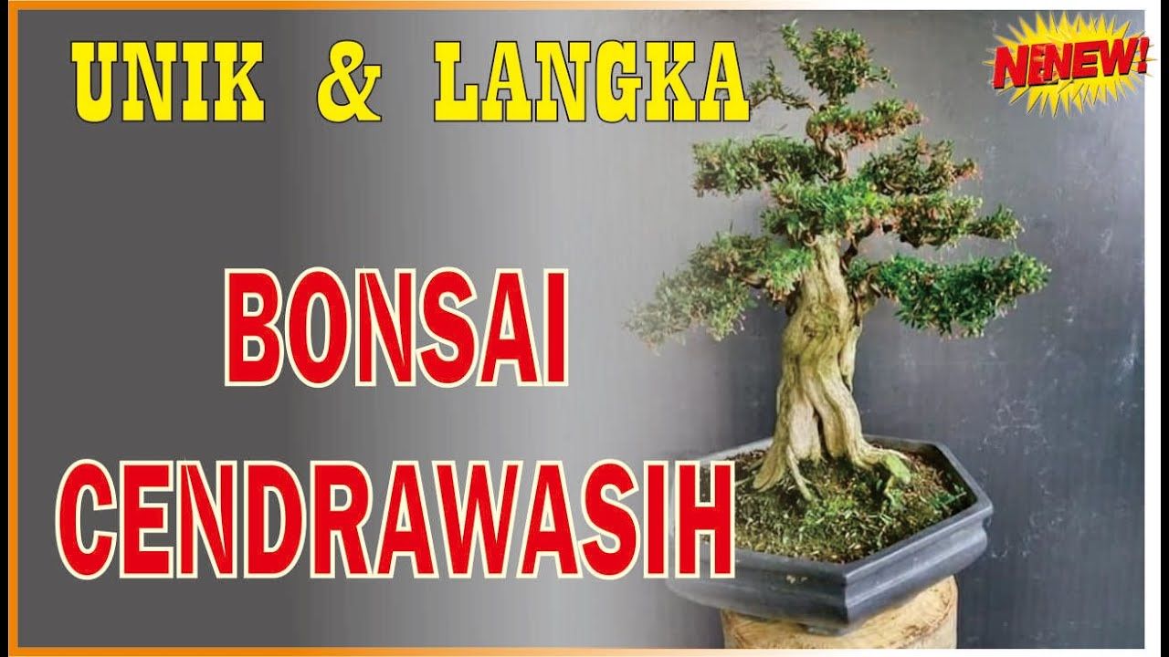 Detail Bonsai Cemara Sinensis Terbaik Nomer 31