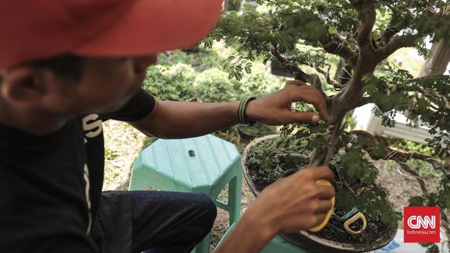 Detail Bonsai Cemara Sinensis Terbaik Nomer 35