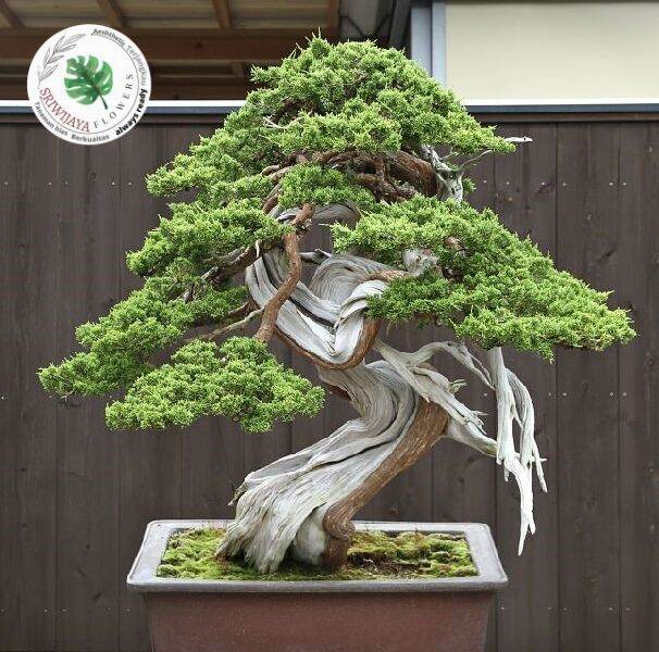 Detail Bonsai Cemara Sinensis Terbaik Nomer 38