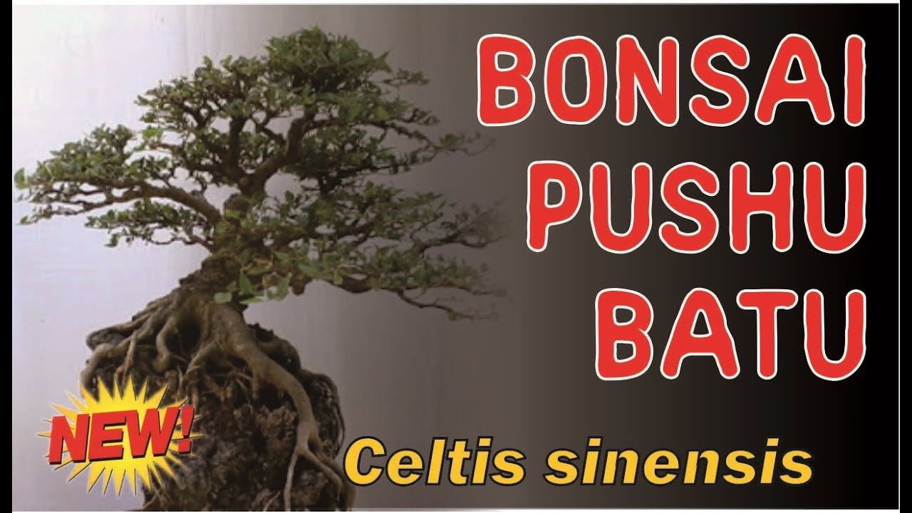 Detail Bonsai Cemara Sinensis Terbaik Nomer 39