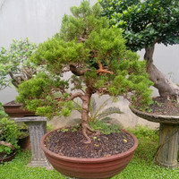 Detail Bonsai Cemara Sinensis Terbaik Nomer 42