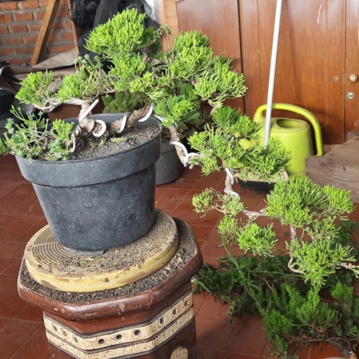 Detail Bonsai Cemara Sinensis Terbaik Nomer 51