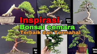 Detail Bonsai Cemara Sinensis Terbaik Nomer 52