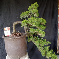 Detail Bonsai Cemara Sinensis Terbaik Nomer 5