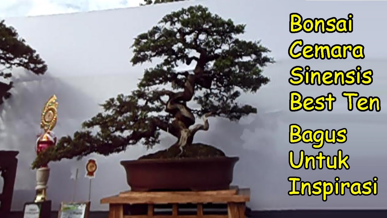 Detail Bonsai Cemara Sinensis Terbaik Nomer 6