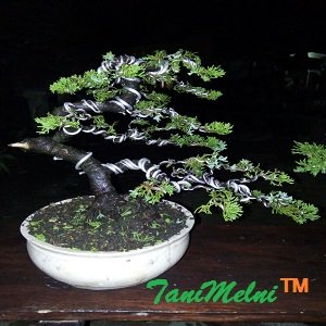 Detail Bonsai Cemara Sinensis Terbaik Nomer 8