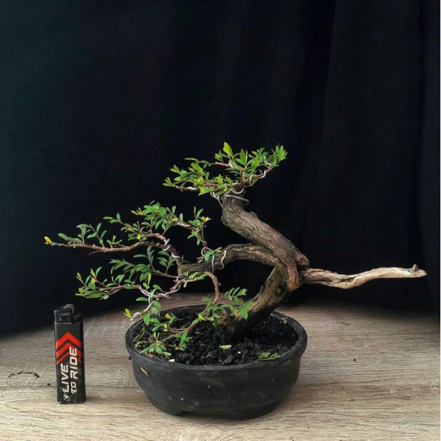 Bonsai Cendrawasih Mame - KibrisPDR