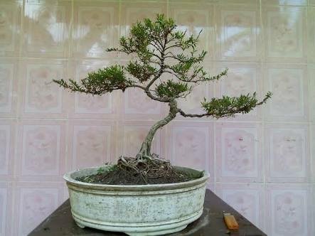 Detail Bonsai Cendrawasih Mame Nomer 11