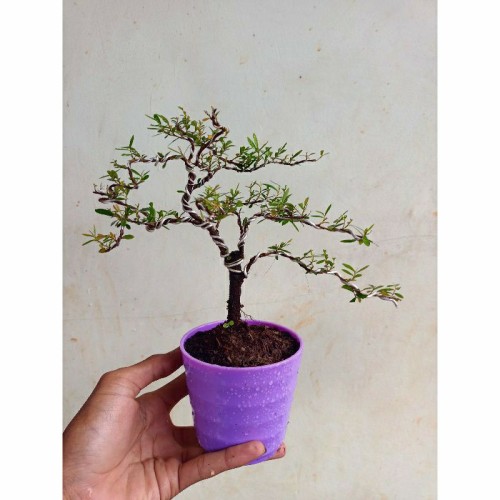 Detail Bonsai Cendrawasih Mame Nomer 3