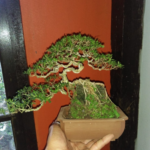 Detail Bonsai Cendrawasih Mame Nomer 33