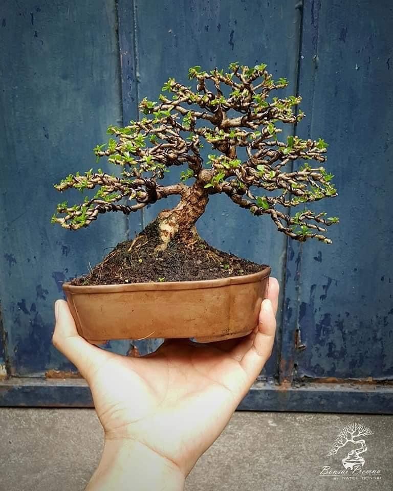 Detail Bonsai Cendrawasih Mame Nomer 40