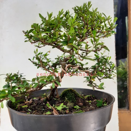 Detail Bonsai Cendrawasih Mame Nomer 49