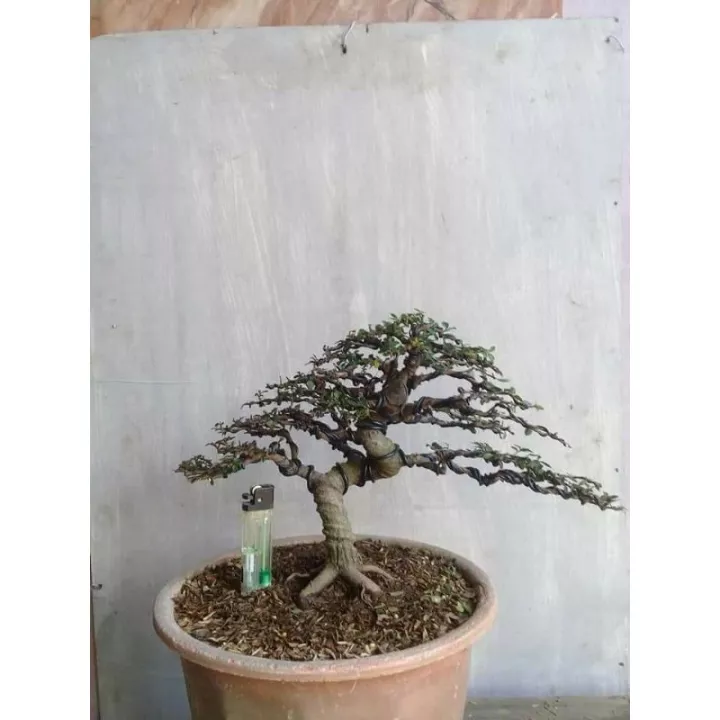 Detail Bonsai Cendrawasih Mame Nomer 53