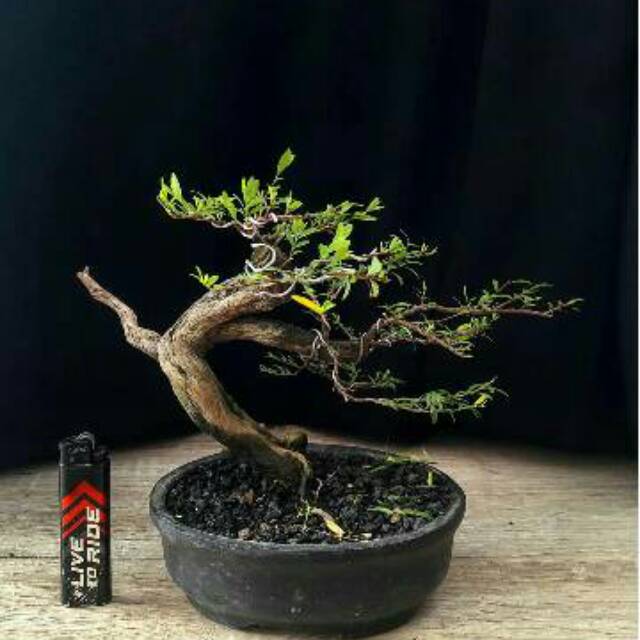 Detail Bonsai Cendrawasih Mame Nomer 56