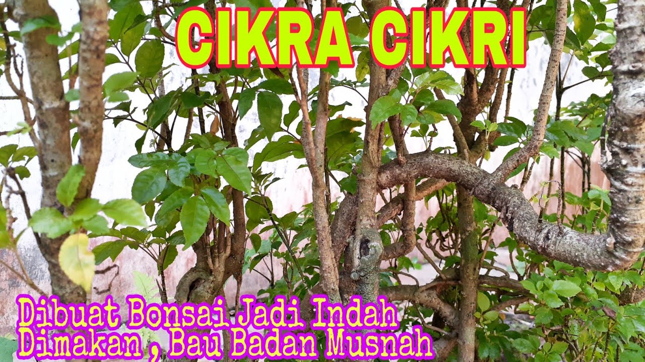 Download Bonsai Cikra Cikri Nomer 11
