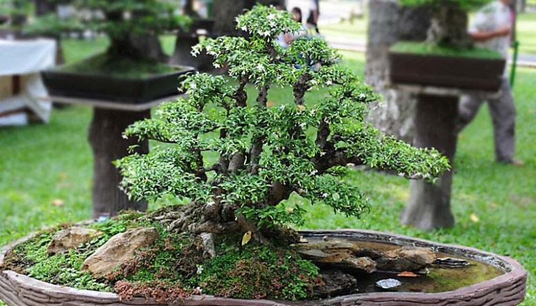 Detail Bonsai Cikra Cikri Nomer 18