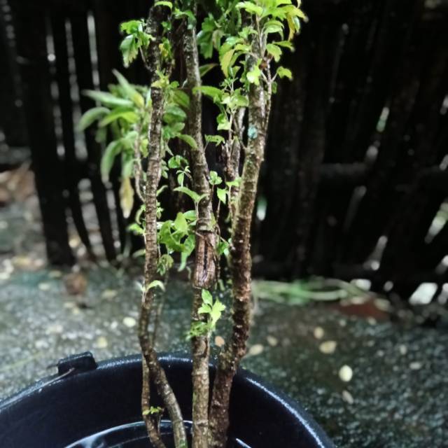 Detail Bonsai Cikra Cikri Nomer 3