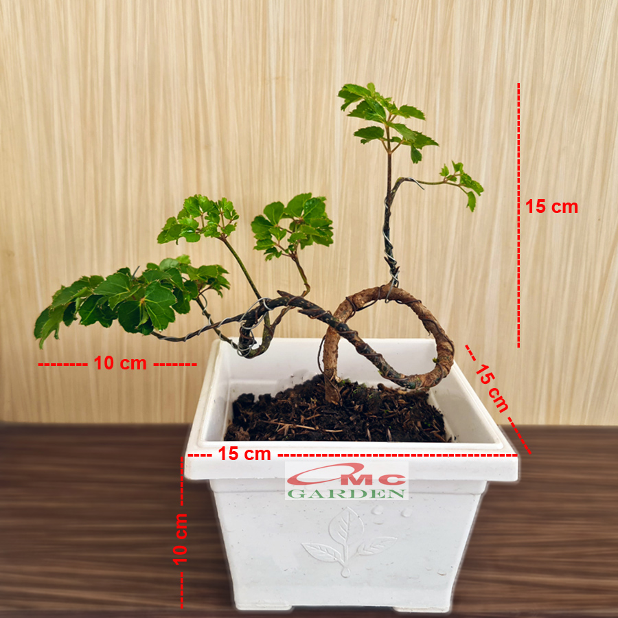 Detail Bonsai Cikra Cikri Nomer 23